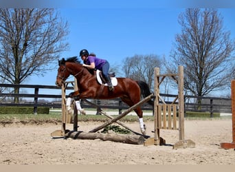 Más caballos centroeuropeos, Caballo castrado, 8 años, 163 cm, Castaño-ruano