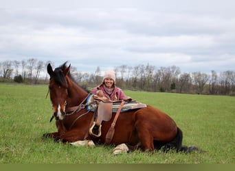 Más caballos centroeuropeos, Caballo castrado, 8 años, 163 cm, Castaño-ruano