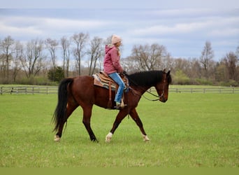 Más caballos centroeuropeos, Caballo castrado, 8 años, 163 cm, Castaño-ruano