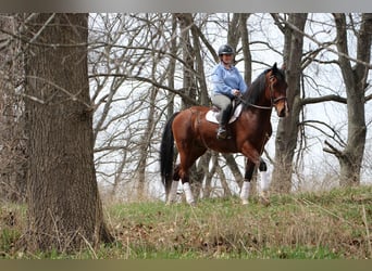 Más caballos centroeuropeos, Caballo castrado, 8 años, 163 cm, Castaño-ruano