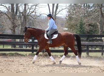 Más caballos centroeuropeos, Caballo castrado, 8 años, 163 cm, Castaño-ruano