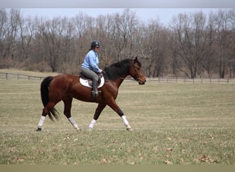 Más caballos centroeuropeos, Caballo castrado, 8 años, 163 cm, Castaño-ruano