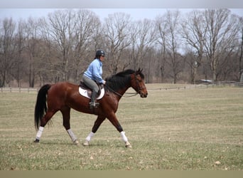 Más caballos centroeuropeos, Caballo castrado, 8 años, 163 cm, Castaño-ruano