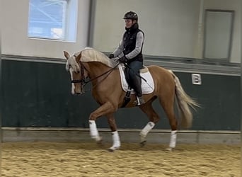 Más caballos centroeuropeos, Caballo castrado, 8 años, 163 cm, Palomino