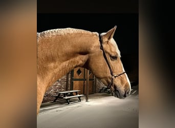 Más caballos centroeuropeos, Caballo castrado, 8 años, 163 cm, Palomino