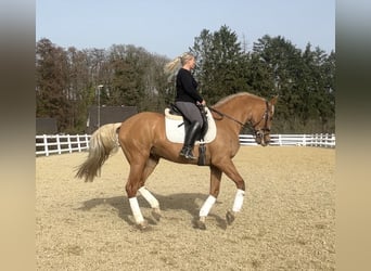 Más caballos centroeuropeos, Caballo castrado, 8 años, 163 cm, Palomino