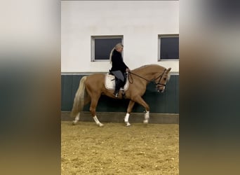 Más caballos centroeuropeos, Caballo castrado, 8 años, 163 cm, Palomino