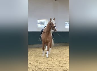 Más caballos centroeuropeos, Caballo castrado, 8 años, 163 cm, Palomino