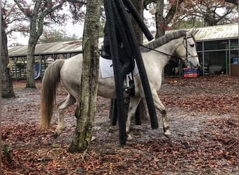 Más caballos centroeuropeos, Caballo castrado, 8 años, 163 cm, Tordo rodado