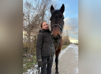 Más caballos centroeuropeos, Caballo castrado, 8 años, 164 cm, Castaño oscuro