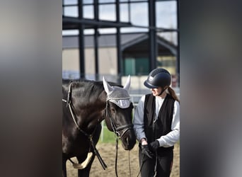 Más caballos centroeuropeos, Caballo castrado, 8 años, 166 cm, Negro