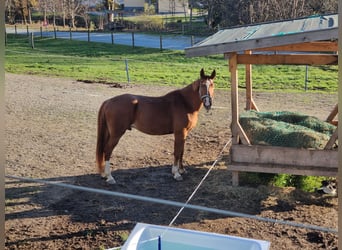 Más caballos centroeuropeos, Caballo castrado, 8 años, 167 cm