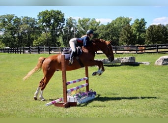 Más caballos centroeuropeos, Caballo castrado, 8 años, 168 cm, Alazán rojizo