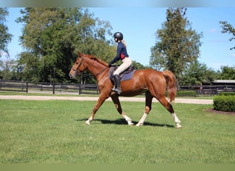 Más caballos centroeuropeos, Caballo castrado, 8 años, 168 cm, Alazán-tostado