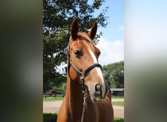 Más caballos centroeuropeos, Caballo castrado, 8 años, 168 cm, Alazán-tostado