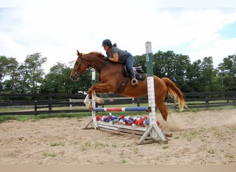 Más caballos centroeuropeos, Caballo castrado, 8 años, 168 cm, Alazán-tostado