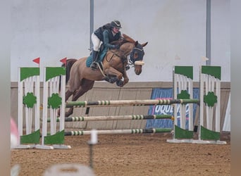 Más caballos centroeuropeos, Caballo castrado, 8 años, 172 cm, Alazán