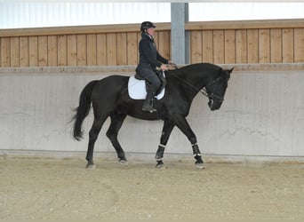 Más caballos centroeuropeos, Caballo castrado, 8 años, 174 cm