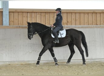 Más caballos centroeuropeos, Caballo castrado, 8 años, 174 cm