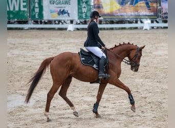 Más caballos centroeuropeos, Caballo castrado, 8 años
