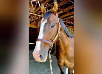 Más caballos centroeuropeos, Caballo castrado, 8 años, Castaño rojizo
