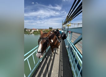 Más caballos centroeuropeos, Caballo castrado, 9 años, 155 cm, Pío
