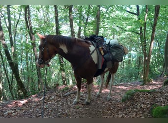 Más caballos centroeuropeos, Caballo castrado, 9 años, 155 cm, Pío