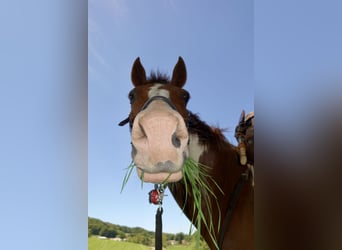 Más caballos centroeuropeos, Caballo castrado, 9 años, 155 cm, Pío