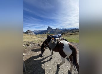 Más caballos centroeuropeos, Caballo castrado, 9 años, 155 cm, Pío