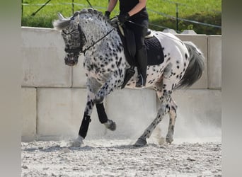 Más caballos centroeuropeos, Caballo castrado, 9 años, 156 cm, Atigrado/Moteado