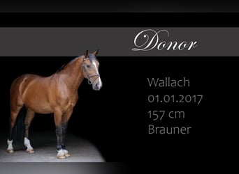 Más caballos centroeuropeos, Caballo castrado, 9 años, 157 cm, Castaño