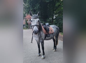 Más caballos centroeuropeos Mestizo, Caballo castrado, 9 años, 157 cm, Tordo rodado