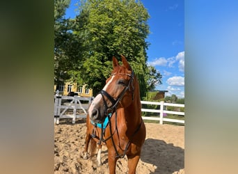 Más caballos centroeuropeos, Caballo castrado, 9 años, 159 cm, Alazán