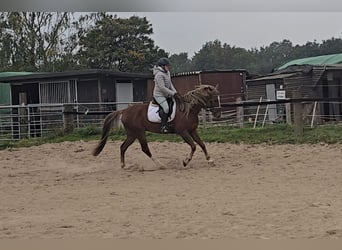 Más caballos centroeuropeos Mestizo, Caballo castrado, 9 años, 159 cm, Alazán-tostado