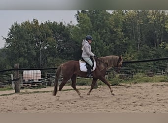 Más caballos centroeuropeos Mestizo, Caballo castrado, 9 años, 159 cm, Alazán-tostado
