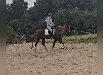 Más caballos centroeuropeos Mestizo, Caballo castrado, 9 años, 159 cm, Alazán-tostado