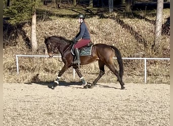 Más caballos centroeuropeos, Caballo castrado, 9 años, 160 cm, Castaño