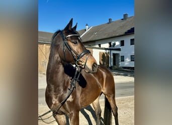 Más caballos centroeuropeos, Caballo castrado, 9 años, 160 cm, Castaño