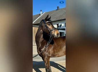 Más caballos centroeuropeos, Caballo castrado, 9 años, 160 cm, Castaño