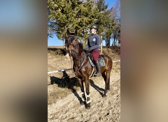 Más caballos centroeuropeos, Caballo castrado, 9 años, 160 cm, Castaño