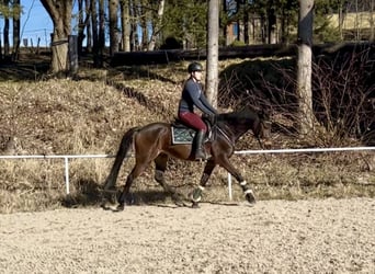 Más caballos centroeuropeos, Caballo castrado, 9 años, 160 cm, Castaño