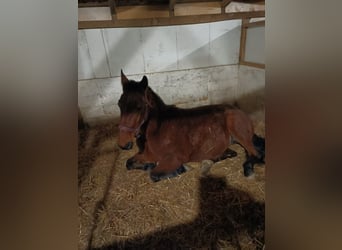 Más caballos centroeuropeos, Caballo castrado, 9 años, 160 cm, Castaño claro