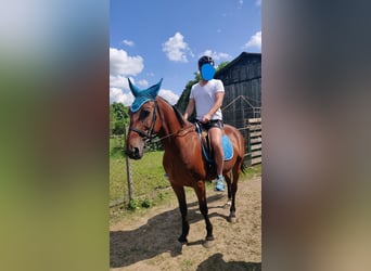 Más caballos centroeuropeos, Caballo castrado, 9 años, 160 cm, Castaño claro