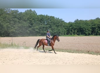 Más caballos centroeuropeos, Caballo castrado, 9 años, 160 cm, Castaño claro