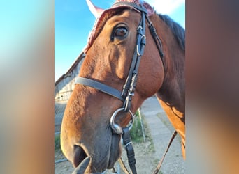 Más caballos centroeuropeos, Caballo castrado, 9 años, 160 cm, Castaño claro