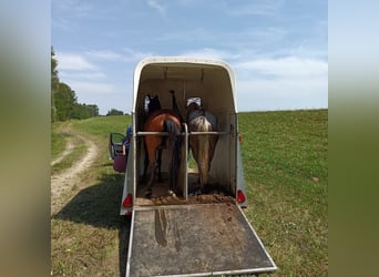 Más caballos centroeuropeos, Caballo castrado, 9 años, 160 cm, Castaño claro