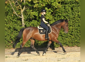 Más caballos centroeuropeos, Caballo castrado, 9 años, 161 cm, Castaño