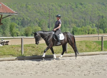 Más caballos centroeuropeos, Caballo castrado, 9 años, 161 cm, Castaño oscuro