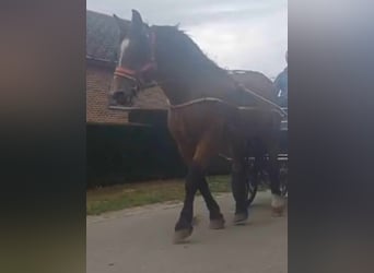 Más caballos centroeuropeos, Caballo castrado, 9 años, 162 cm, Castaño