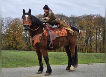 Más caballos centroeuropeos, Caballo castrado, 9 años, 162 cm, Castaño